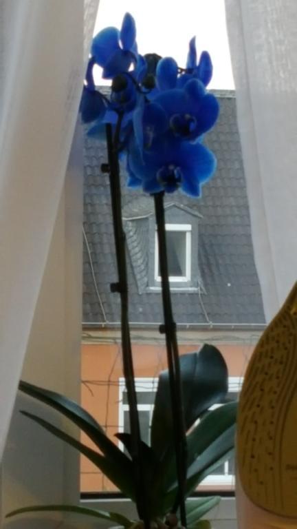 Apartment Am Kaiserplatz Düren - Eifel Екстериор снимка